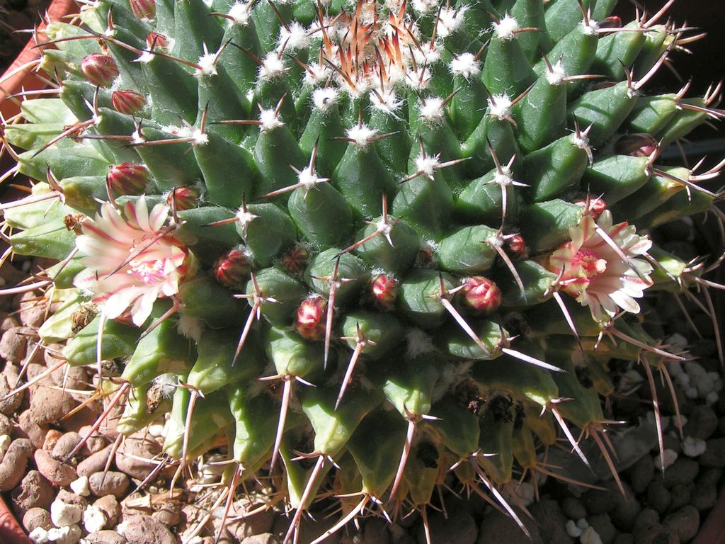 Mammillaria mystax